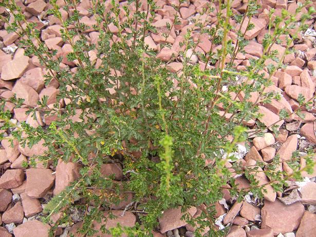Cliffrose